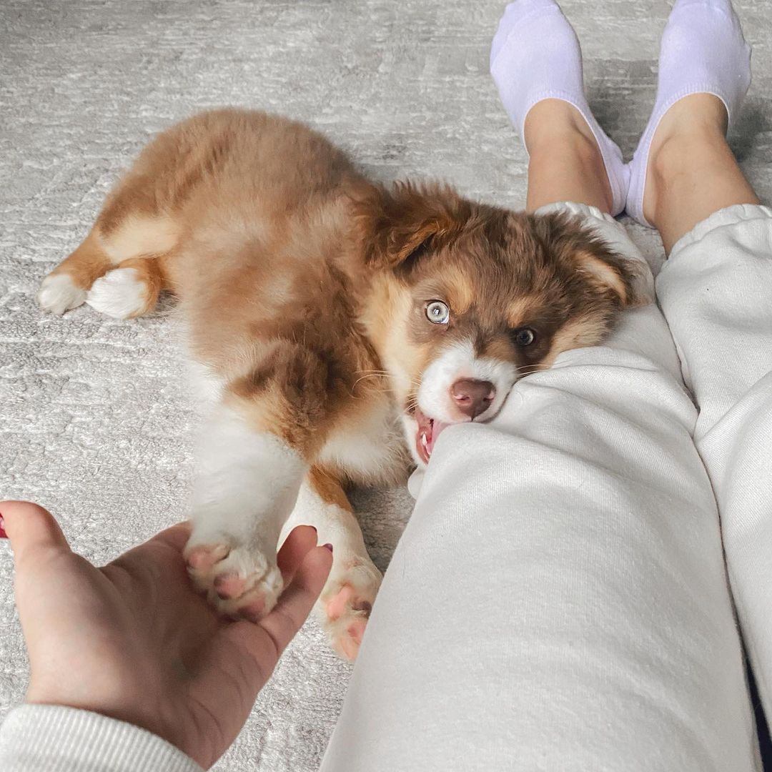 Australian Shepherd Welpe von Kobsar Welpen